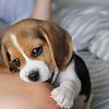 bolbol_73941