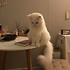 fan_41667