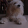 Lady_ella