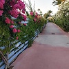 Isa_808