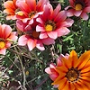 Abir_maris