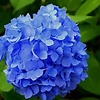 blue.90