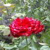 A_red_rose