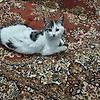 cinar_94005