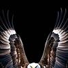 mido_63328