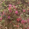 afiya_50860