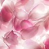 dasha_53671