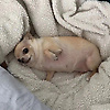 lan_16413