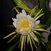 Lydiiapurpura