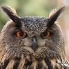 JohnTheHibou