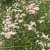 Fatima_mll