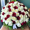 jennystone_31249