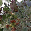 sahin_4566