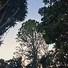 merari_41578