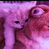 nalie_89131