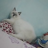 sheza_92805