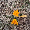 abrek_28060