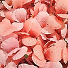 serena_26314