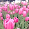 nrmin_96455