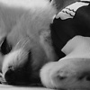 vanshika_17249