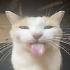 ron_66077