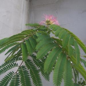 51+