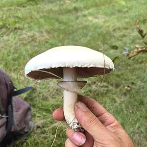 51+