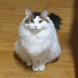 51+