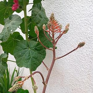 51+