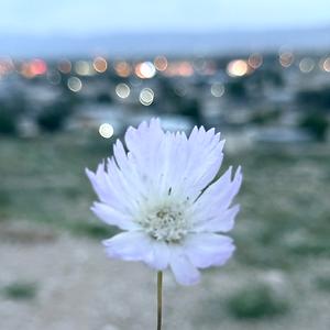 36-50