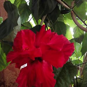 51+
