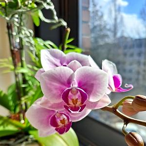 51+