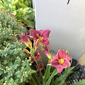 51+