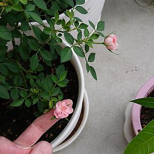 36-50
