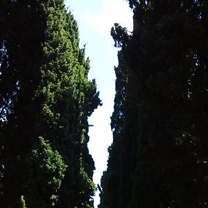 36-50