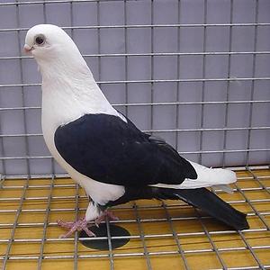 36-50