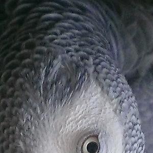 51+